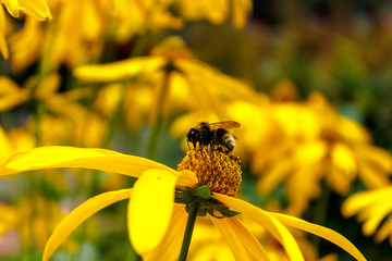Humble-bee harvesting nectar at the yellow flower