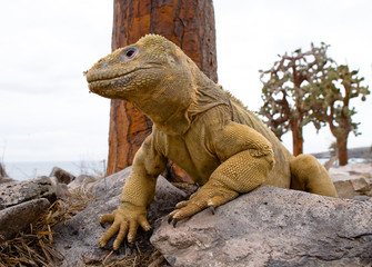 Fototapeta premium Portrait of land iguanas on the Galapagos. Islands. An excellent illustration. Close-up.