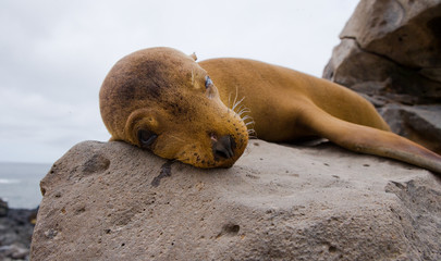 Naklejka premium Portrait of sea lion lying on the sand in the Galapagos. Islands. An excellent illustration. Close-up.
