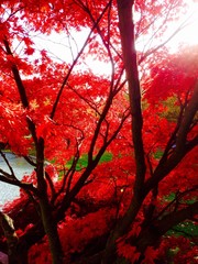 Roter Ahorn Baum