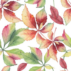Seamless pattern with hand drawn decorative grape leaves of Parthenocissus quinquefolia. Bright colors watercolor background. Original painting.
