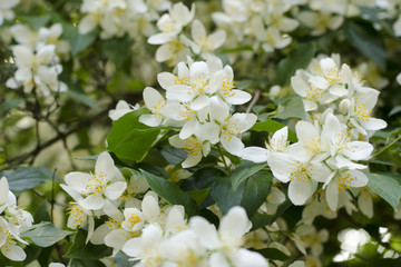 Нежные цветы жасмина