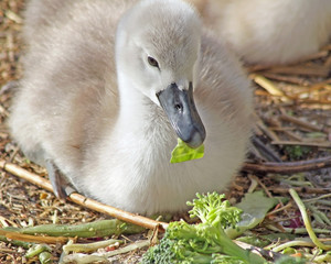 Baby Mute Swan laying on straw bedding and eating greens  