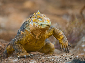 Portrait of land iguanas on the Galapagos. Islands. An excellent illustration. Close-up.