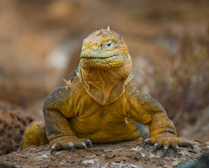 Portrait of land iguanas on the Galapagos. Islands. An excellent illustration. Close-up.