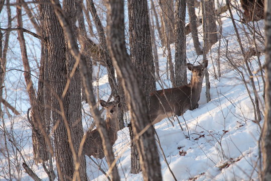 Wild deer in the snow