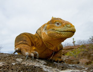 Portrait of land iguanas on the Galapagos. Islands. An excellent illustration. Close-up.