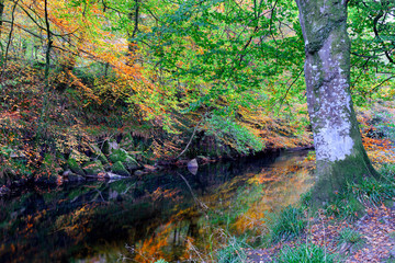 Autumn on the River Fowey