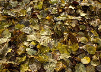 Wet fallen leaves.