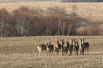 Herd of sika deer in the grass field