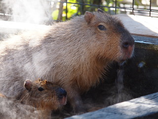いい湯加減だよ～