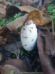 Hidden mushroom under lives