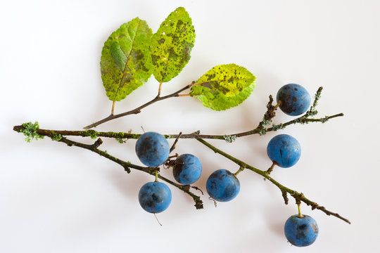 Blackthorn With Ripe Blue Berries / Prunus Spinosa