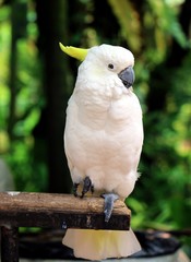White parrot sitting on wood
