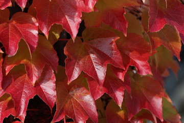 Beautiful autumn leaves / Beautiful autumn leaves on a tree in the forest.