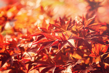 Autumn Leaves. Season Concept.