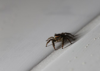 Macro shot of a jumping spider (Marpissa muscosa)