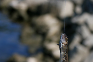 Fisch am Haken