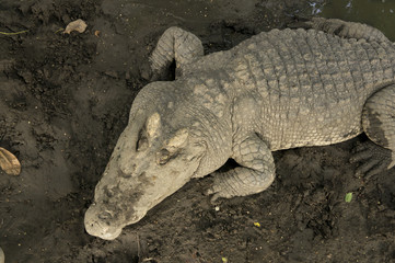 crocodile hunting aggressive bite head alligator concept