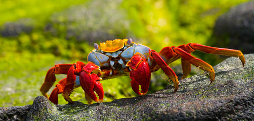 Crab close up sitting on a rock. An excellent illustration. Galapagos Islands. South America.