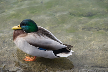 Ente Steht im See
