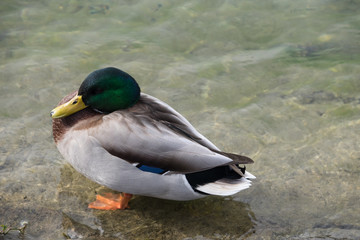 Ente Steht im See