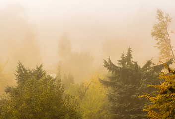 Nebel im herbstlichen Wald