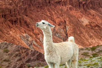 White lama in front of colorful rock formations near Purmamarca village (Quebrada de Humahuaca valley), Argentina