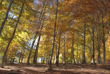 in mezzo al bosco colorato