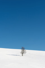 Fototapeta na wymiar Tree standing amid snowy plains