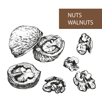 Nuts. Walnuts.