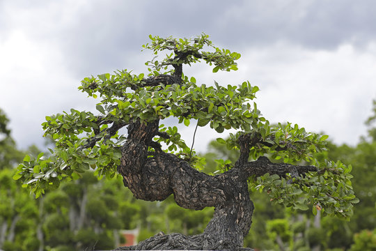 Close up of a Bonsai tree
