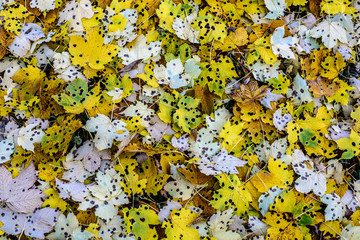 Spotted Fall Leaves. Interesting background image of spotted autumn leaves. 