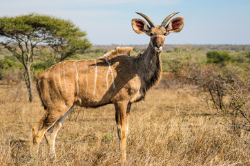 Kudu, savana, safari, Kruger - Sudafrica