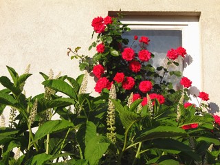 Fototapeta na wymiar red roses and some other plants in front of the window