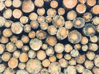 Holzstämme