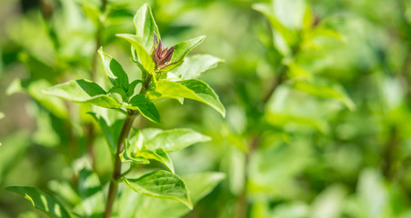 Thai basil is a type of basil native to Southeast Asia that has been cultivated to provide distinctive traits.