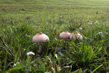 Mushrooms