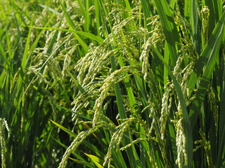 稲／収穫前の豊かに実った稲です。