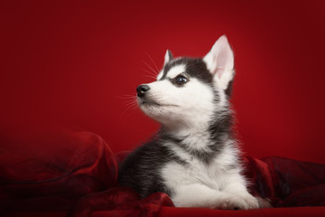 Cute little puppy of syberian husky