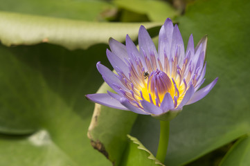 lotus garden insect Buddhist religion water lily concept