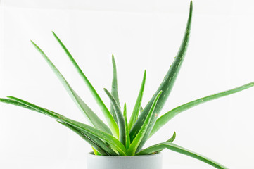 Aloe Vera Pflanze