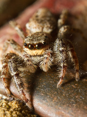 Macro shot of a jumping spider, Marpissa Muscosa