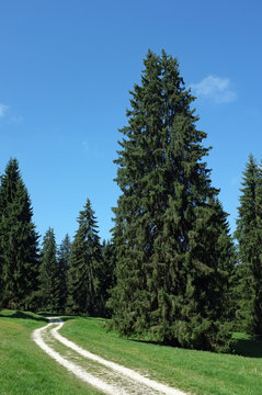 Beautiful path in a pine forest