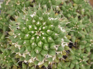 Fototapeta premium Close up of cactus texture