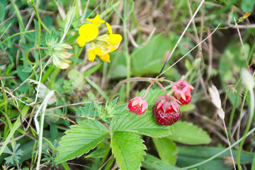 Wild strawberry plant with green leafs and ripe red fruit