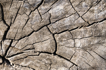 vintage style old wood textures background
