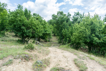 Beautiful view of bulgarian forest