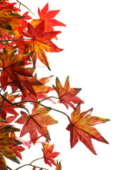 bouquet artificial maple , Vivid color leave are orange on White