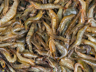 SEAFOOD prawns tiger on a market